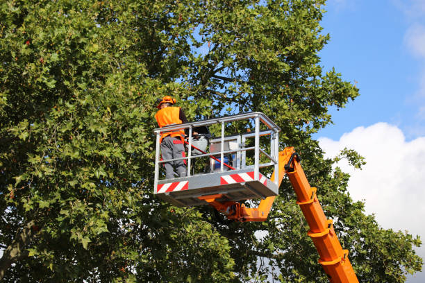 Best Leaf Removal  in York, SC