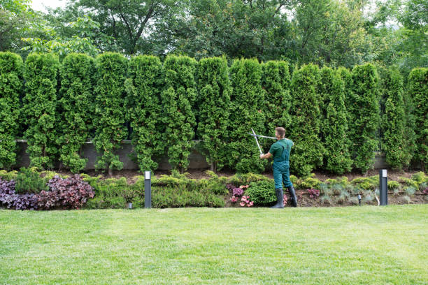 Best Soil Testing and Treatment  in York, SC