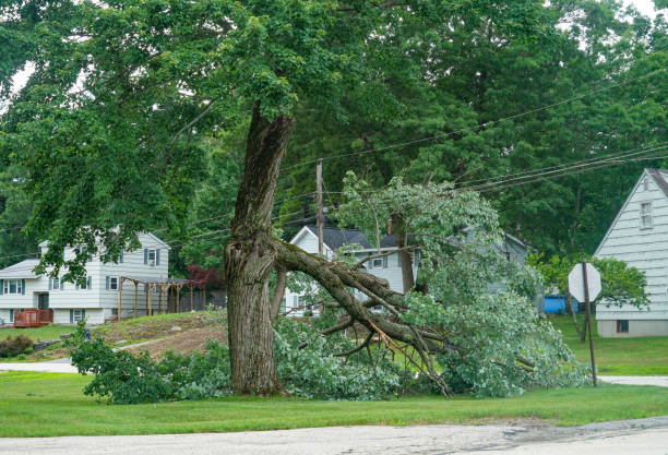 Best Lot and Land Clearing  in York, SC