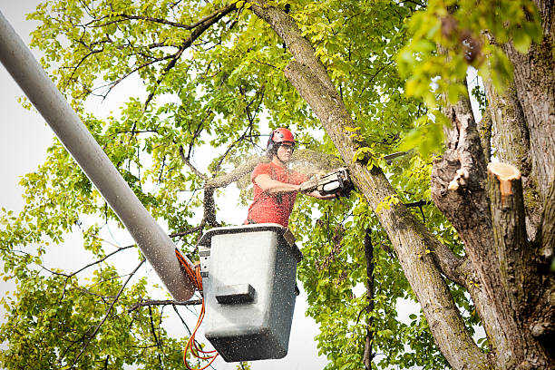 How Our Tree Care Process Works  in  York, SC